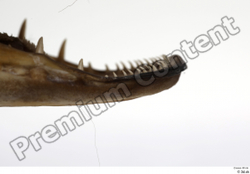 Teeth Fish Animal photo references